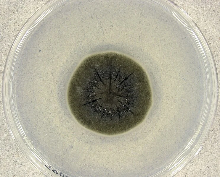 Cladosporium sphaerospermum colony