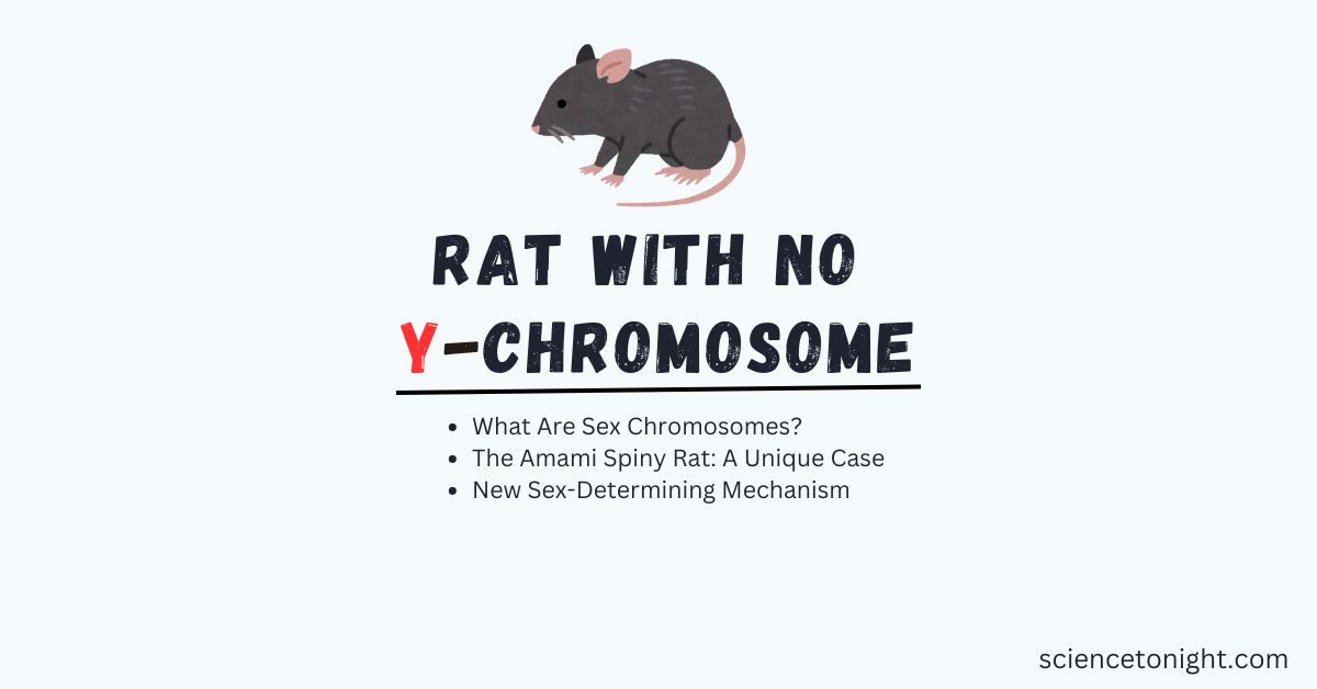 The Disappearing Y Chromosome Insights from the Amami Spiny Rat