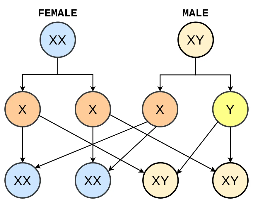 The diagram shows how the sex of offsprings are determined